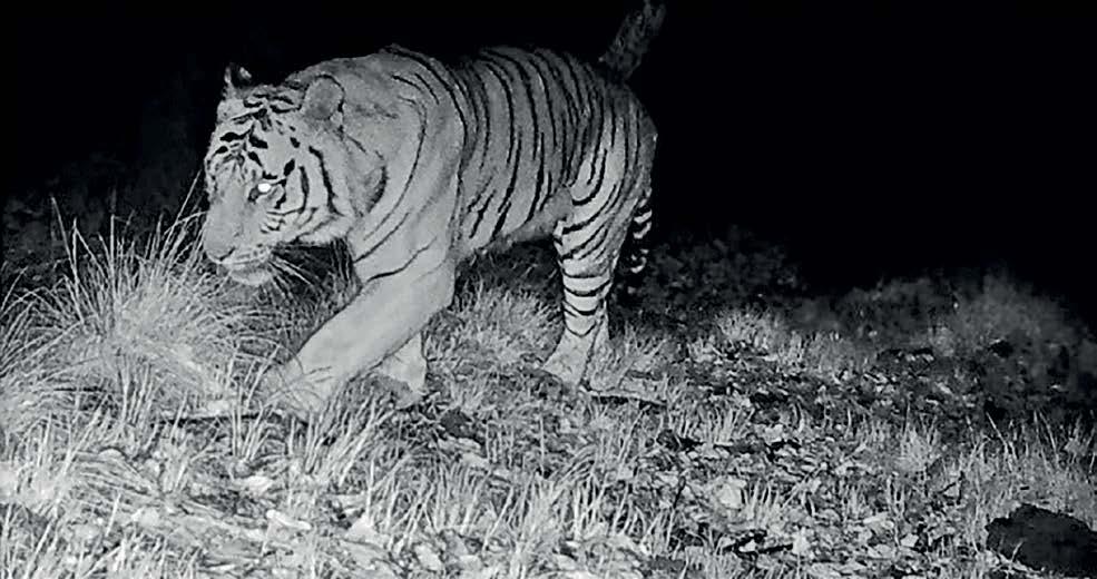 A HIMALAYAN MYSTERY TIGER IN THE GLACIERS
